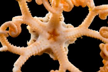 Media type: image;   Invertebrate Zoology 152366